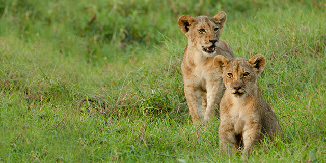 Lion Cubs Explore in Kafue Park - Green Season (Mid November through March) | Luxury African Safari Vacations | Classic Africa