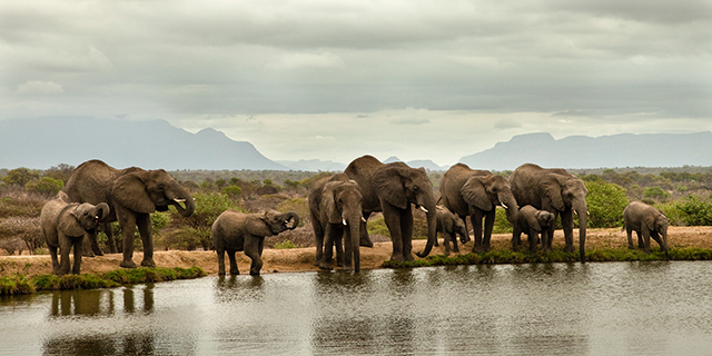 Elephant herd in the Kruger Park | Luxury African Safari Vacations | Classic Africa