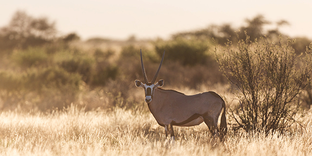 Oryx in the Southern Kalahari Desert | Luxury African Safari Vacations | Classic Africa