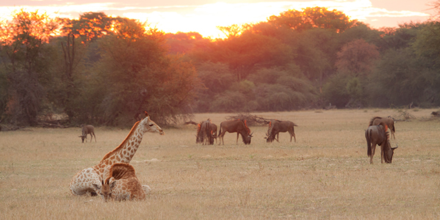 Sunrise on the Plains - Safari Seasons | Luxury African Safari Vacations | Classic Africa