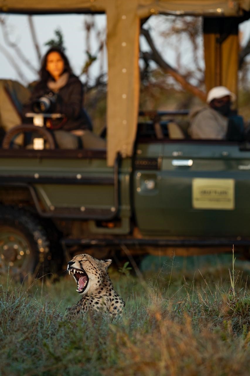 Cheetah on game-drive