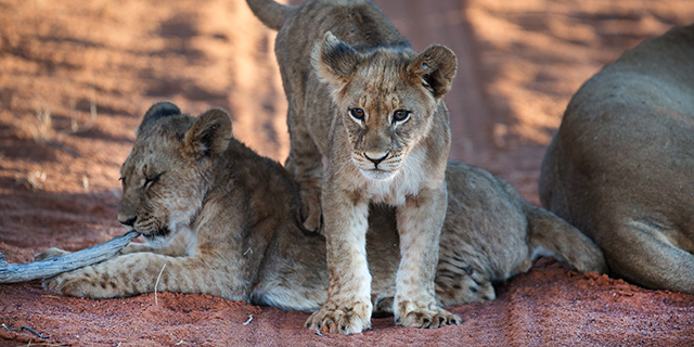 Lion Cubs - African conversation projects | Best Luxury African Safaris| Classic Africa