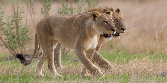 Lioness Surveys the Plains - How Long | Luxury African Safari Vacations | Classic Africa