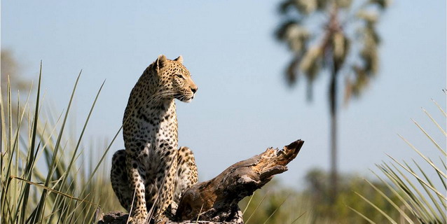 Leopard in the Okavango Delta - Best Time to Travel | Luxury African Safari Tours | Classic Africa