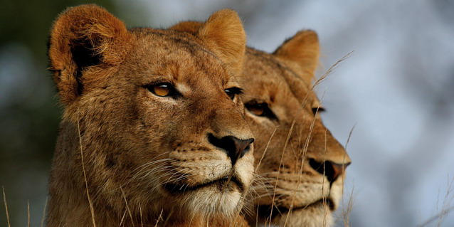 Lionesses on the hunt - Where | Luxury African Safari Vacations | Classic Africa