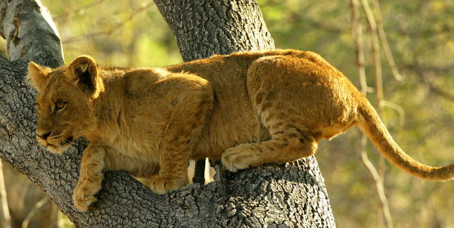 Luxury
African Safari Tour Operator - Lion Cub in Tree