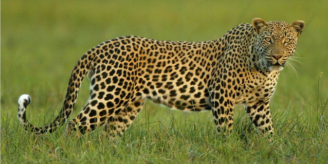 Leopard in the Okavango Delta - How Long | Luxury African Safari Vacations | Classic Africa