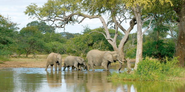 Kings Camp | Safari Lodge | South Africa | Kruger Park | Classic Africa