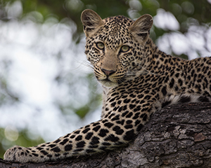 Singita Lebombo | Safari Lodge | South Africa | Kruger Park | Classic ...